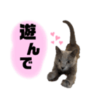 毎日使える！るるの日常（個別スタンプ：13）