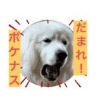 はなちゃんパート2  (たまに猫)（個別スタンプ：17）