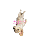 てぃなくんはにちゃん（個別スタンプ：4）