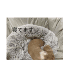 てぃなくんはにちゃん（個別スタンプ：7）