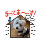 天使cocoちゃん（個別スタンプ：1）