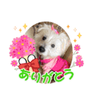 天使cocoちゃん（個別スタンプ：12）