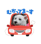 天使cocoちゃん（個別スタンプ：15）
