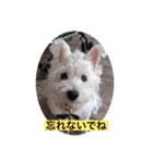 天使cocoちゃん（個別スタンプ：16）