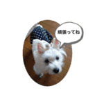 天使cocoちゃん（個別スタンプ：17）