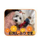 天使cocoちゃん（個別スタンプ：19）