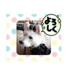 天使cocoちゃん（個別スタンプ：21）