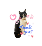 猫のピアノのぴー（個別スタンプ：1）