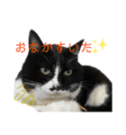 猫のピアノのぴー（個別スタンプ：2）