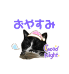 猫のピアノのぴー（個別スタンプ：3）