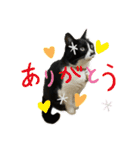 猫のピアノのぴー（個別スタンプ：4）