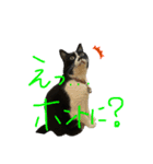 猫のピアノのぴー（個別スタンプ：5）