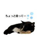 猫のピアノのぴー（個別スタンプ：7）