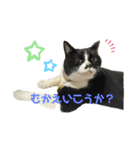 猫のピアノのぴー（個別スタンプ：8）
