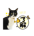 猫のピアノのぴー（個別スタンプ：10）