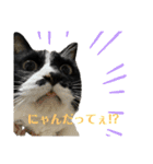 猫のピアノのぴー（個別スタンプ：11）