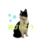 猫のピアノのぴー（個別スタンプ：12）