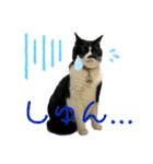 猫のピアノのぴー（個別スタンプ：13）