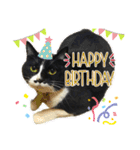 猫のピアノのぴー（個別スタンプ：14）