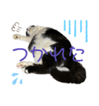 猫のピアノのぴー（個別スタンプ：16）