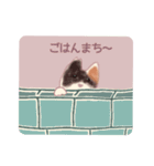 野良猫ミケにゃん（個別スタンプ：6）