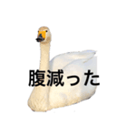 白鳥好きのスタンプ（個別スタンプ：6）