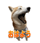 【BIG】柴犬サブ（個別スタンプ：1）