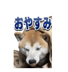 【BIG】柴犬サブ（個別スタンプ：5）