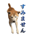 【BIG】柴犬サブ（個別スタンプ：13）