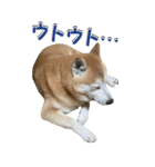 【BIG】柴犬サブ（個別スタンプ：21）