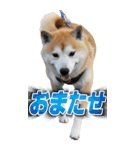 【BIG】柴犬サブ（個別スタンプ：23）