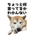 【BIG】柴犬サブ（個別スタンプ：32）