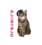 坂本ファミリーの猫たち（個別スタンプ：1）