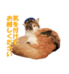 坂本ファミリーの猫たち（個別スタンプ：3）