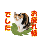 坂本ファミリーの猫たち（個別スタンプ：4）