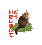 坂本ファミリーの猫たち（個別スタンプ：5）