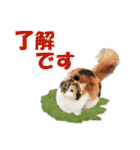 坂本ファミリーの猫たち（個別スタンプ：6）