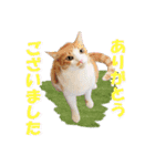 坂本ファミリーの猫たち（個別スタンプ：7）