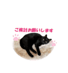 坂本ファミリーの猫たち（個別スタンプ：8）