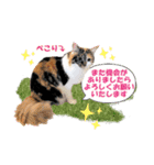 坂本ファミリーの猫たち（個別スタンプ：9）