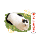 坂本ファミリーの猫たち（個別スタンプ：10）