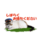 坂本ファミリーの猫たち（個別スタンプ：13）