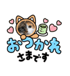 坂本ファミリーの猫たち（個別スタンプ：14）