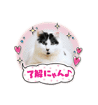 坂本ファミリーの猫たち（個別スタンプ：15）