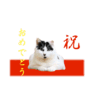 坂本ファミリーの猫たち（個別スタンプ：17）