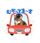 坂本ファミリーの猫たち（個別スタンプ：19）