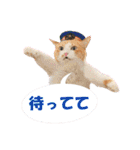 坂本ファミリーの猫たち（個別スタンプ：20）