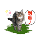 坂本ファミリーの猫たち（個別スタンプ：21）