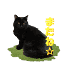 坂本ファミリーの猫たち（個別スタンプ：22）