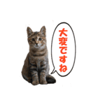坂本ファミリーの猫たち（個別スタンプ：23）